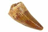 Serrated, Triassic Fossil Phytosaur Tooth - New Mexico #294970-1
